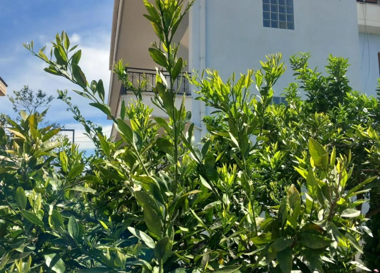Dario'S Apartaments 2 Orikum Αλβανία